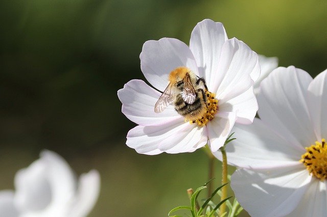 cosmos
