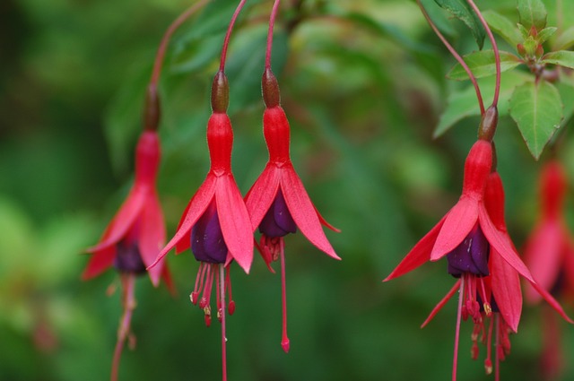 hardy fuchsia