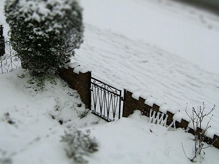 Garden in the snow